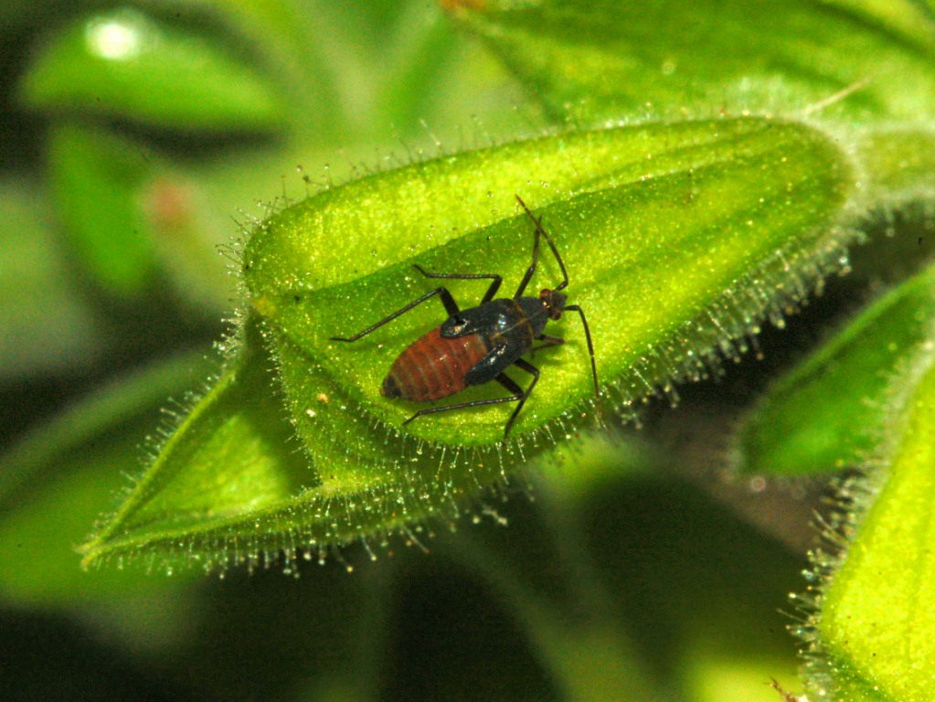 Macrotylus quadrilineatus (forse) .......